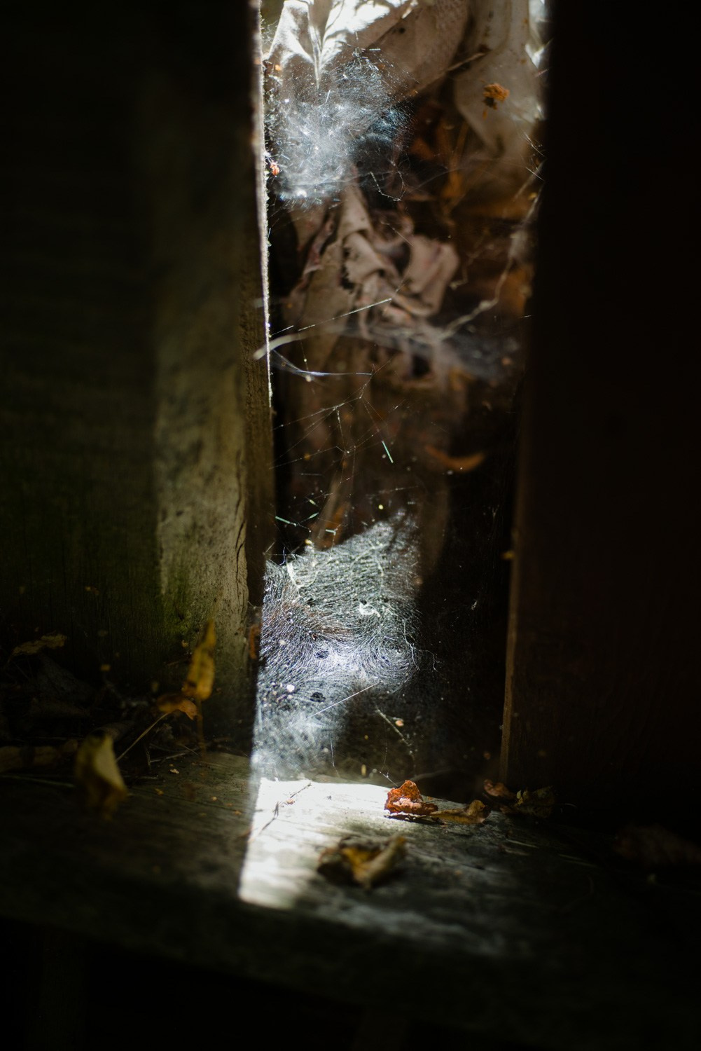 Summer Recurrences. Пётр Антонов