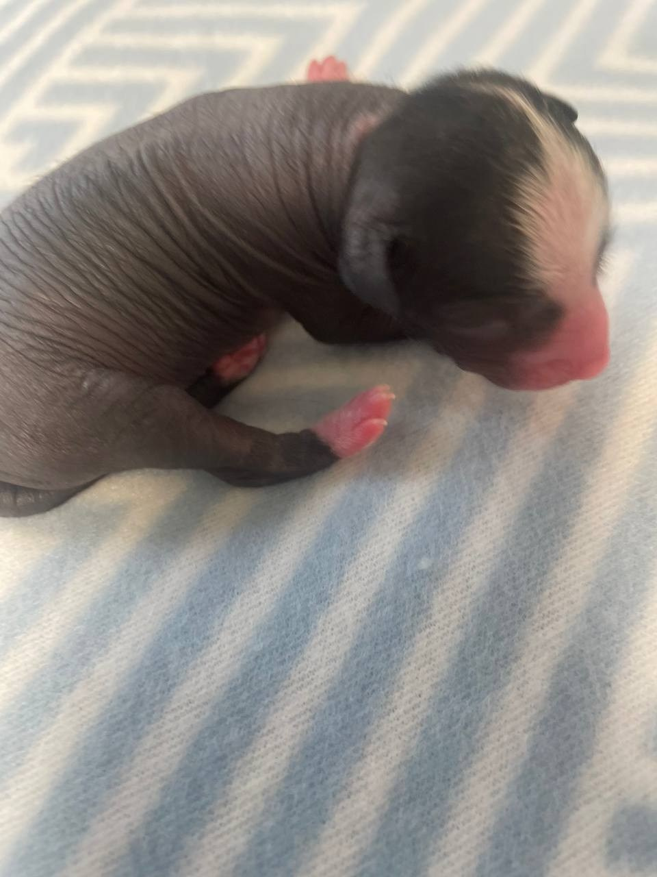 D3 День Рождения