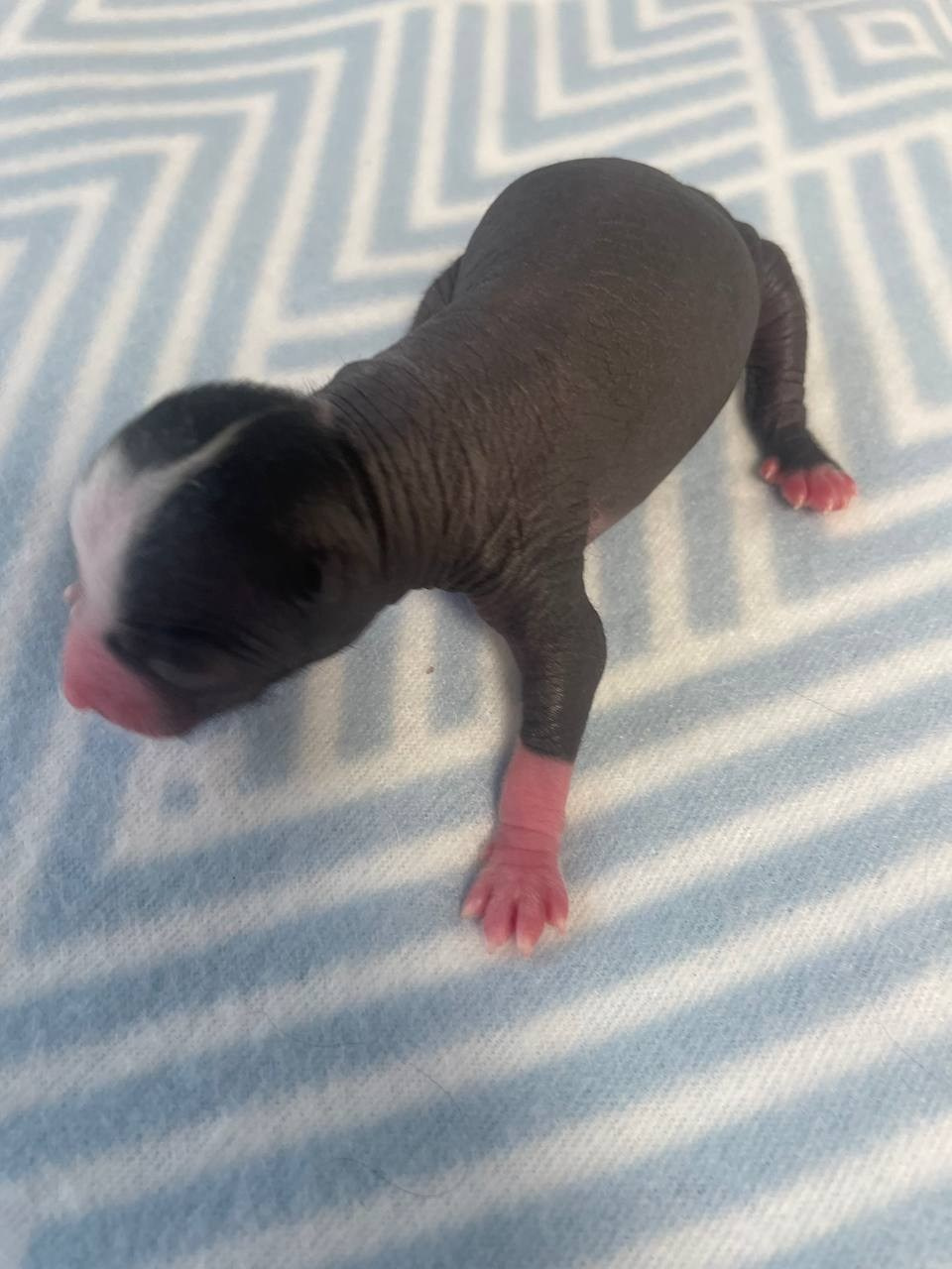 D3 День Рождения