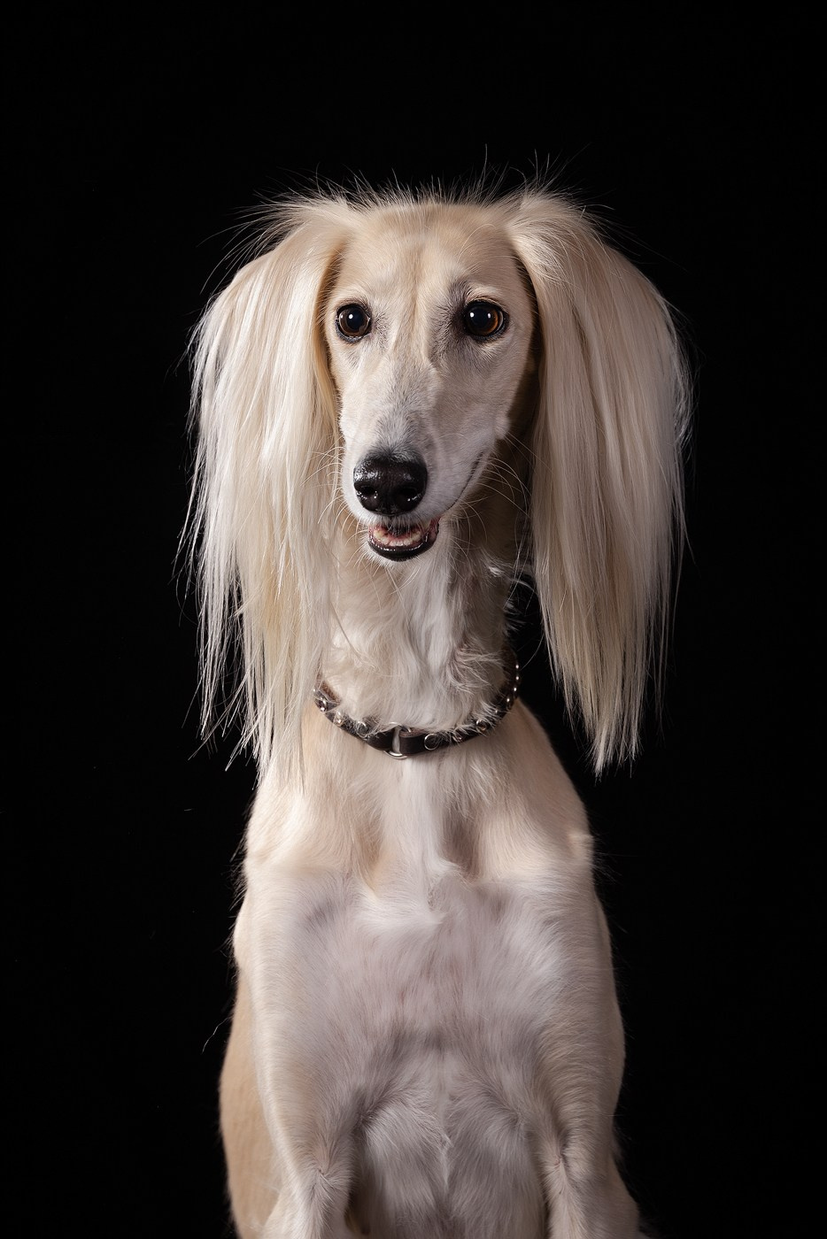 Небольшой отчёт о том, как прошли студиные фото дни. Фотограф-анималист Natalia Deingel | Фотосъемка собак в Москве