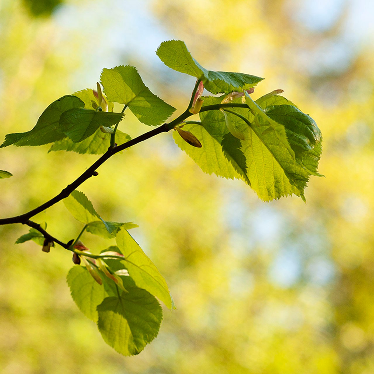 Деревья. Природа севера