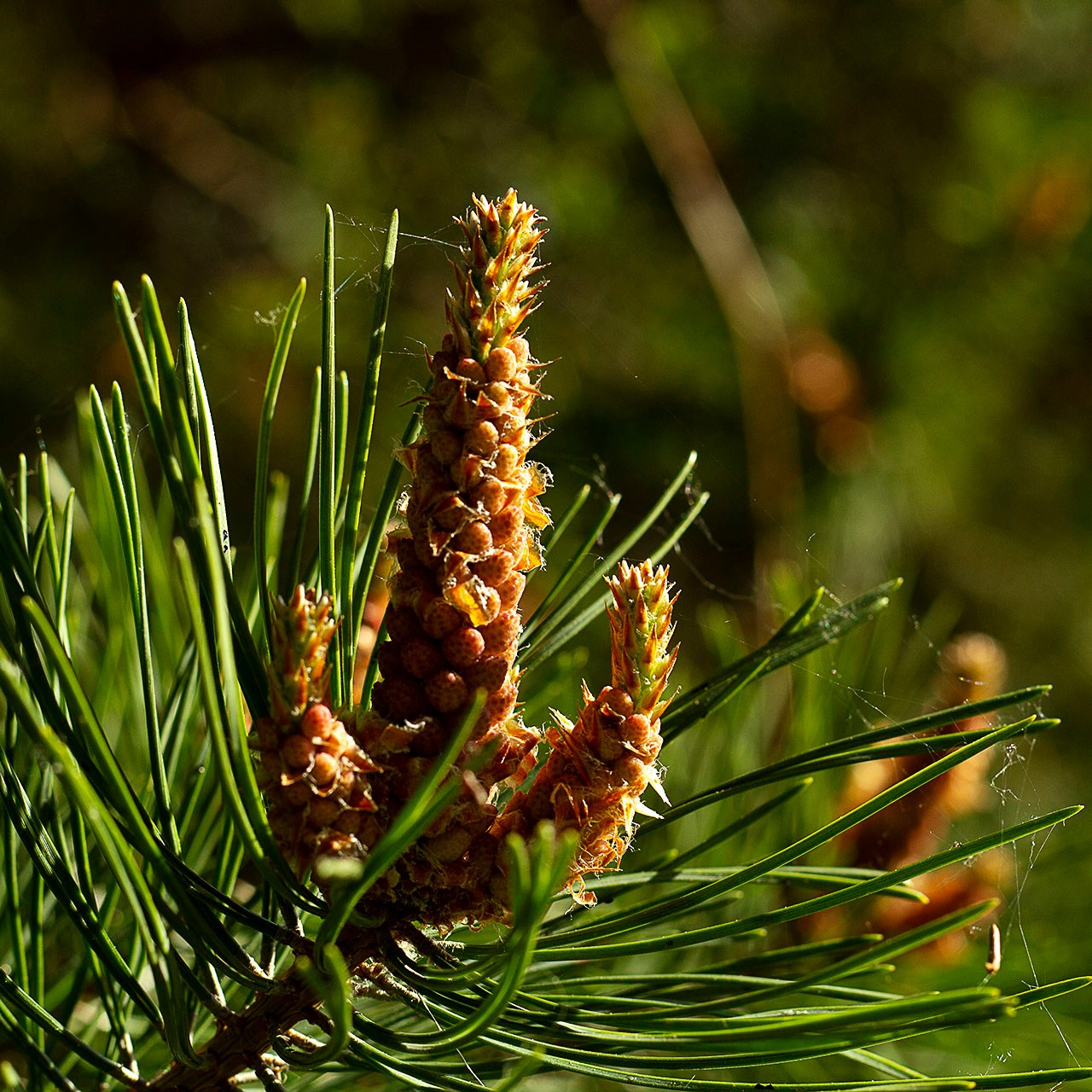 Деревья. Природа севера