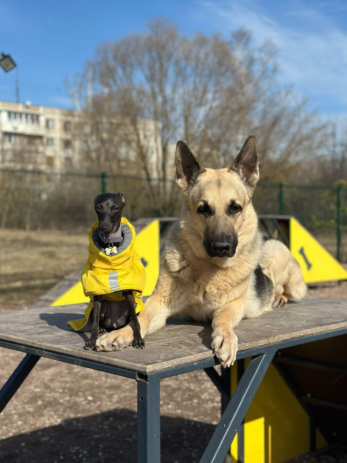 Профессиональный питомник левреток РКФ/FCI ASTI SAPPHIRE 💎 Сочи|Санкт-Петербург