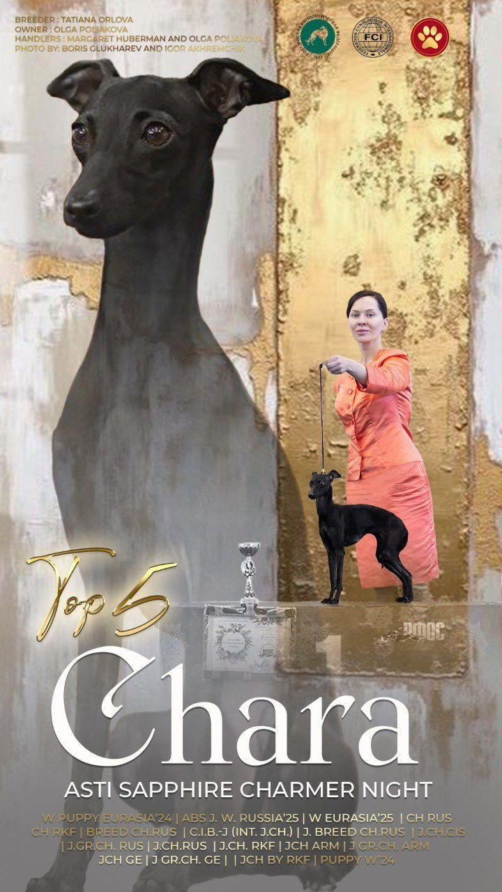Несравненная Чара. Профессиональный питомник левреток РКФ/FCI ASTI SAPPHIRE 💎 Сочи|Санкт-Петербург