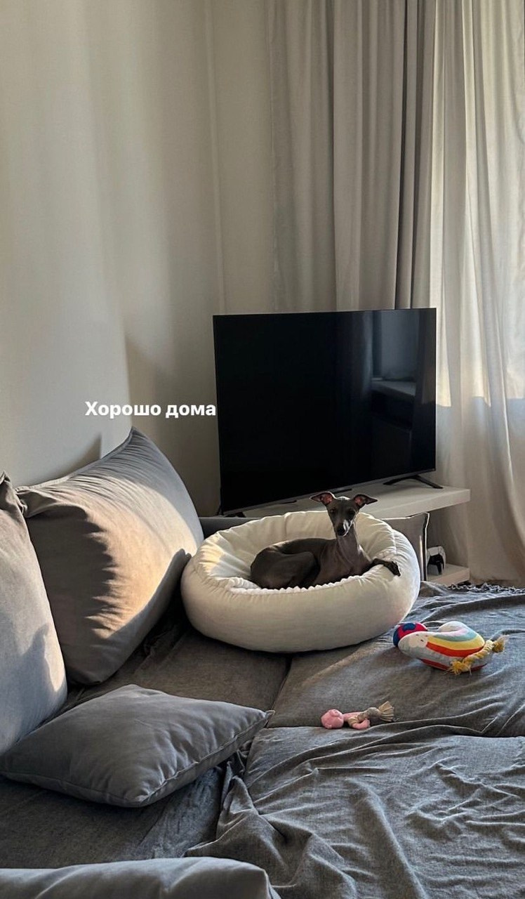 Сон и отдых. Профессиональный питомник левреток РКФ/FCI ASTI SAPPHIRE 💎 Сочи|Санкт-Петербург