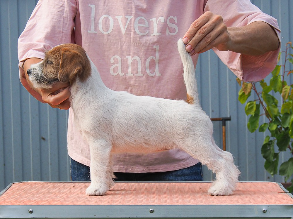 CANE MAESTRO SAYONARA. CANE MAESTRO — kennel Jack Russell Terrier