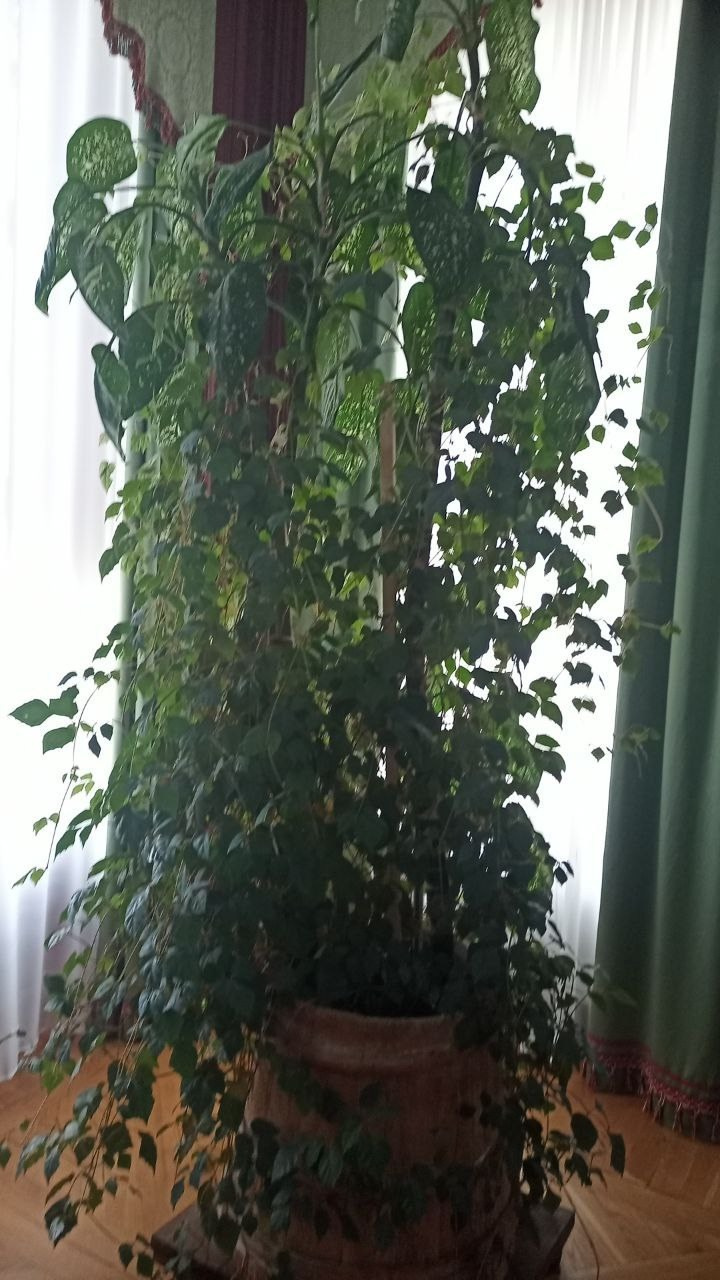 Вязьма. Экскурсионная поездка | 28.09.2024. Галерея Фантим