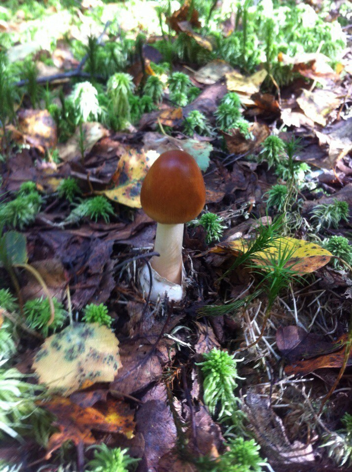 Деревенский выезд 2 | 26-28.08.2016. Галерея Фантим