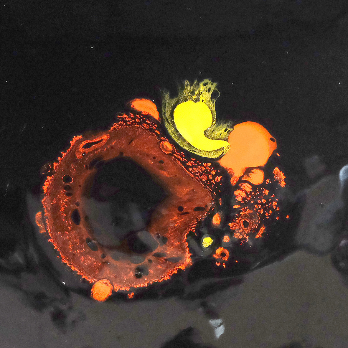 Природоведение. «ФотоСинтез»