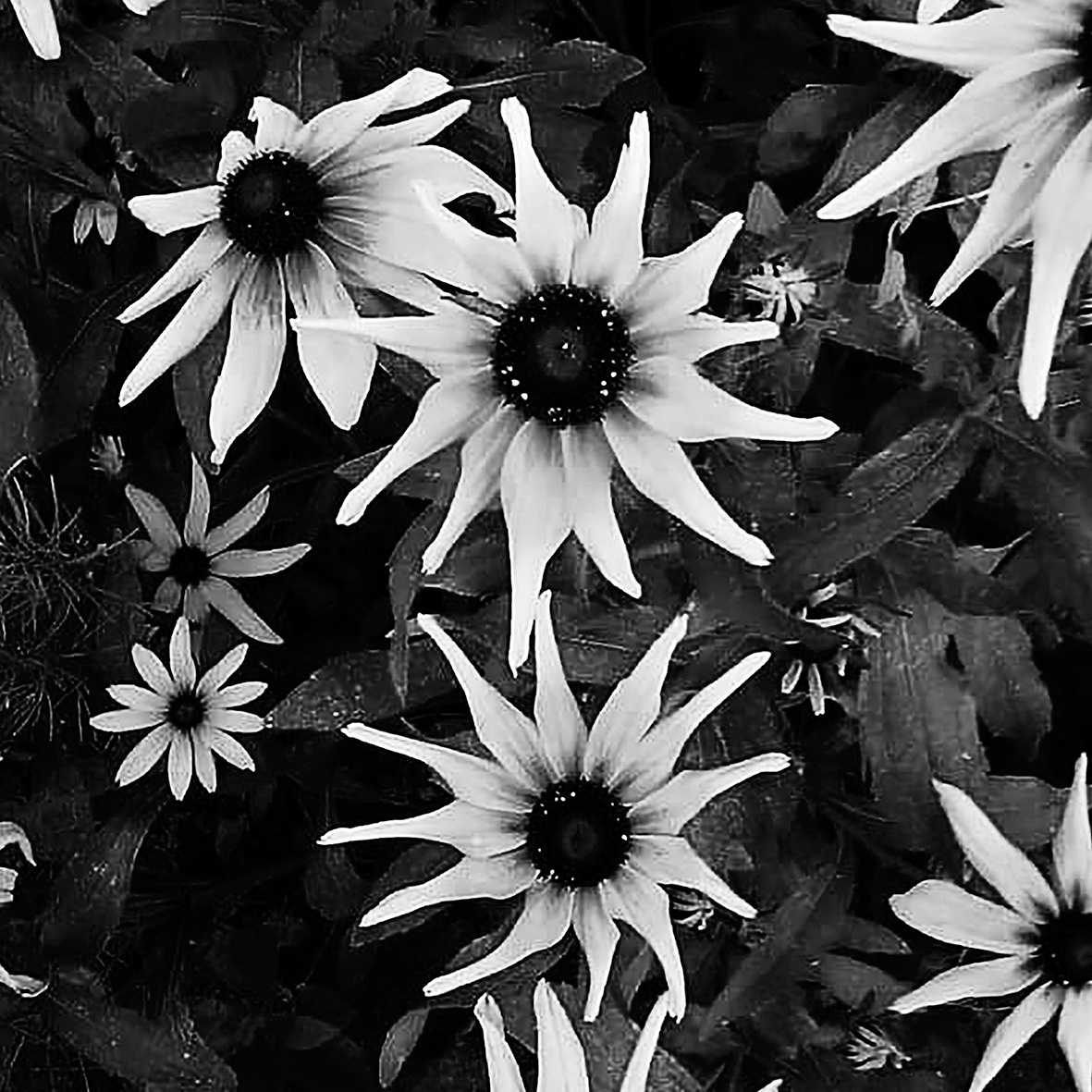 Природоведение. «ФотоСинтез»