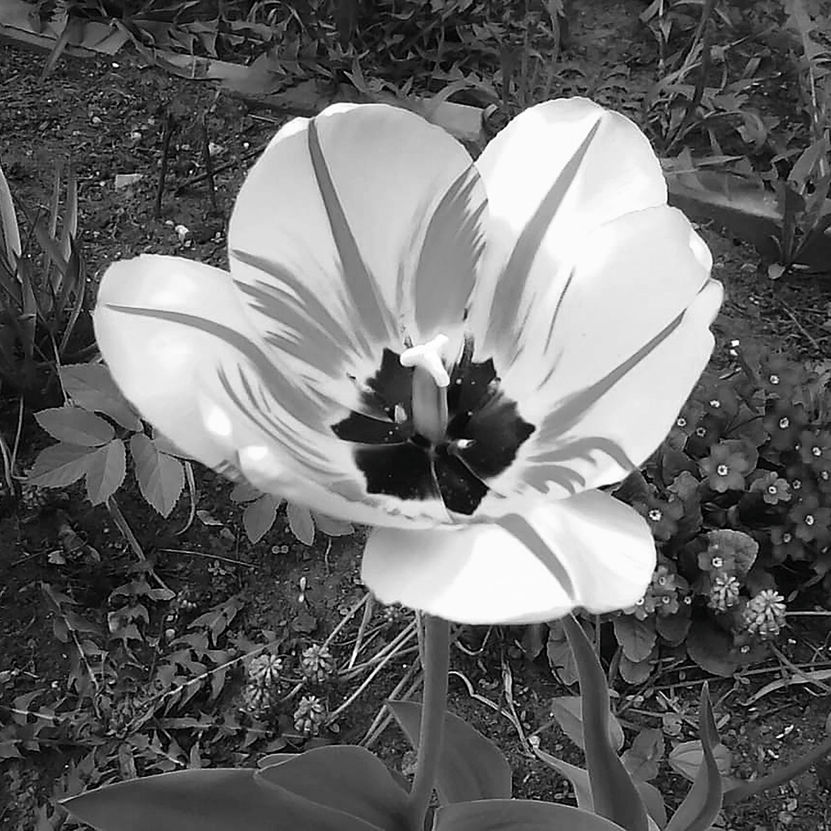 Природоведение. «ФотоСинтез»