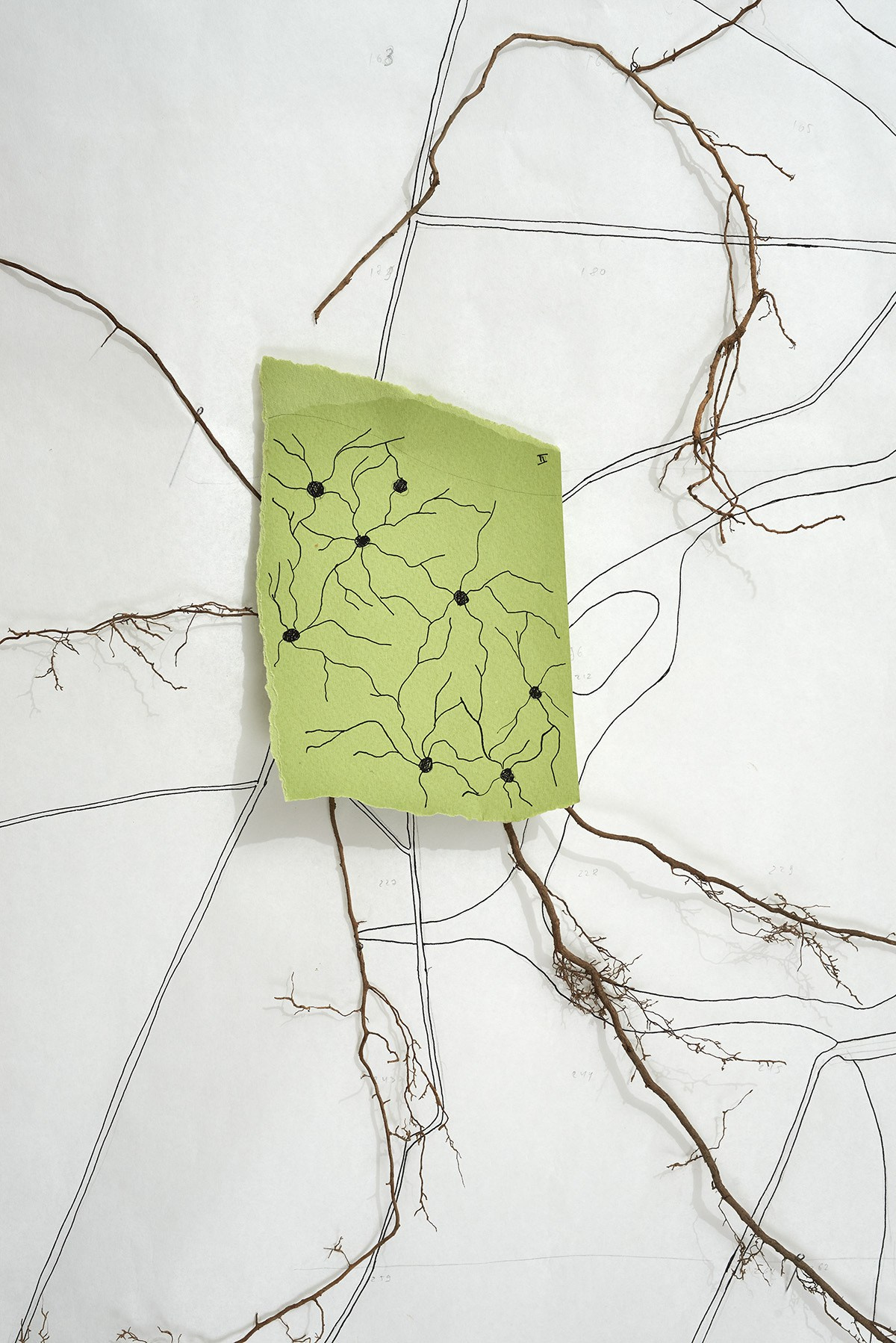 Надя Спетницкая — Межкорневое общение