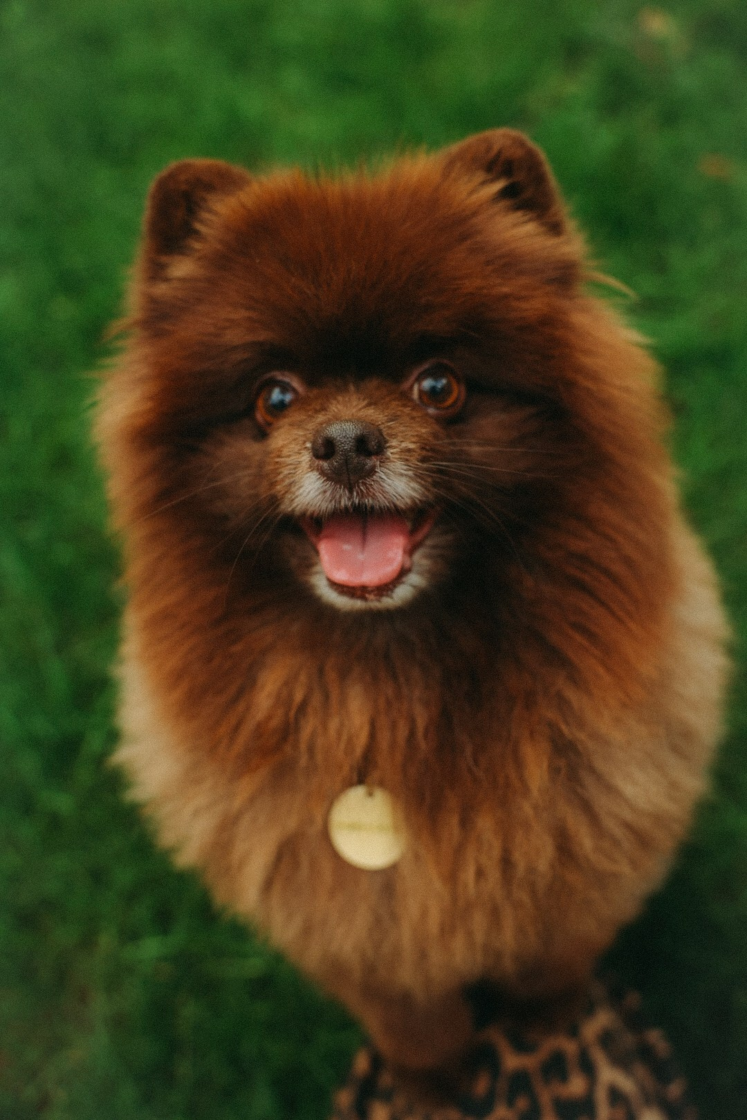 Андрей Юля и Барни. Фотограф Нижний Новгород
