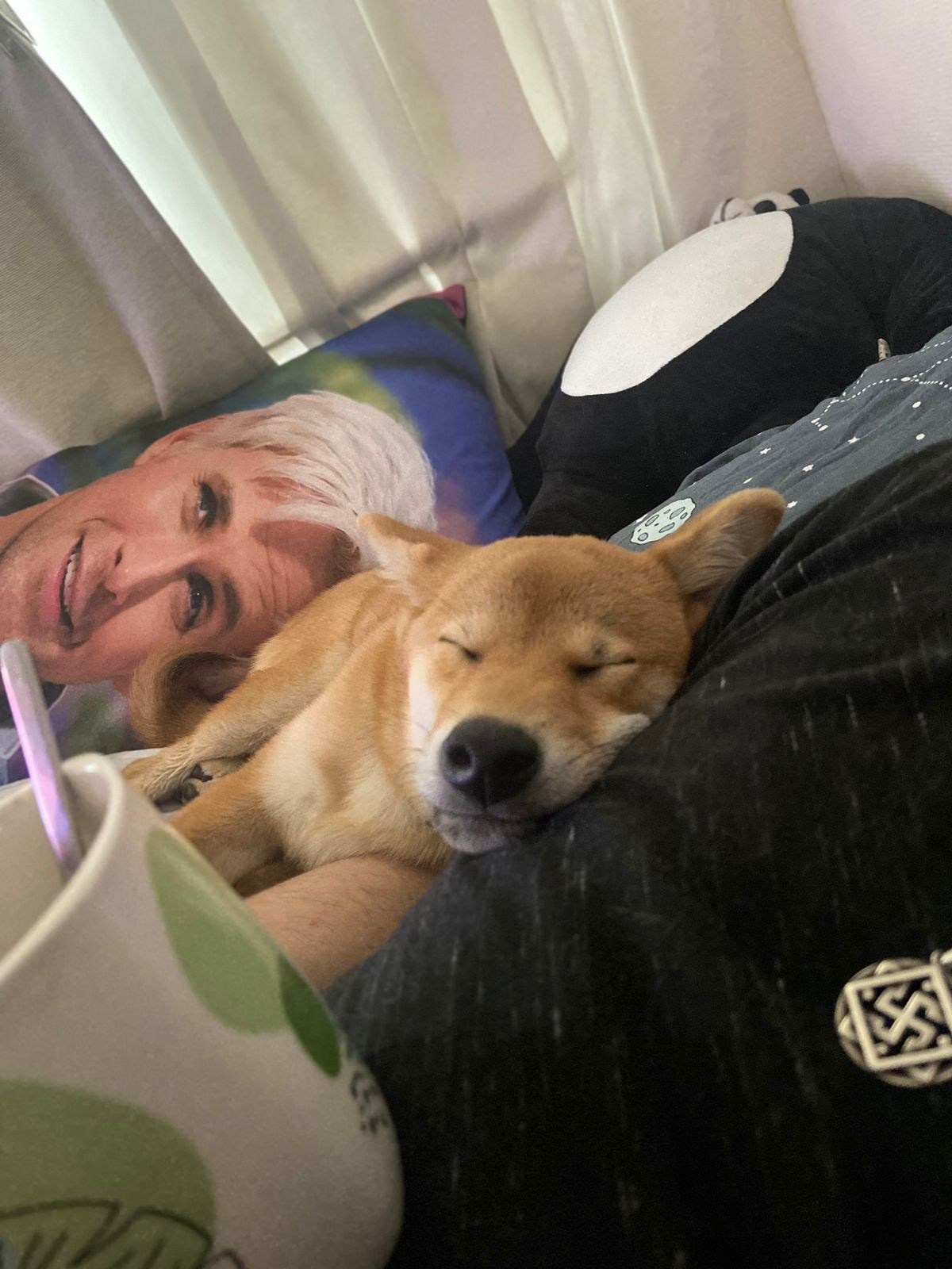 сиба питомник Рубилайт щенки на продажу rubylight  сиба щенки купить