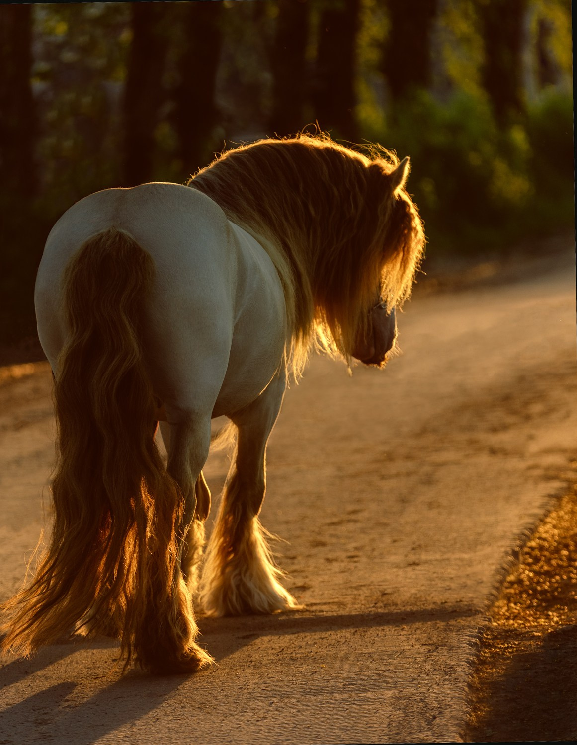 Съёмка лошадей/ цвет. Конный фотограф в Калининграде Елена Курбатова