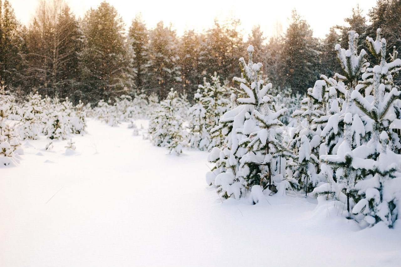 Warm winter picnic. Свадебный фотограф Аня Милграм