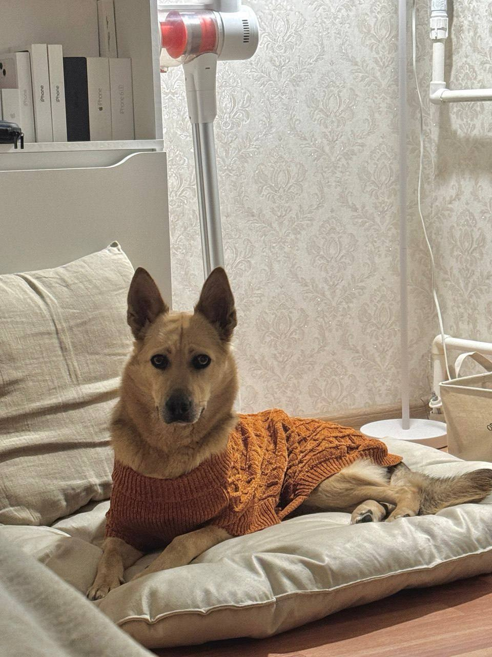 Уже дома. Забери домой друга