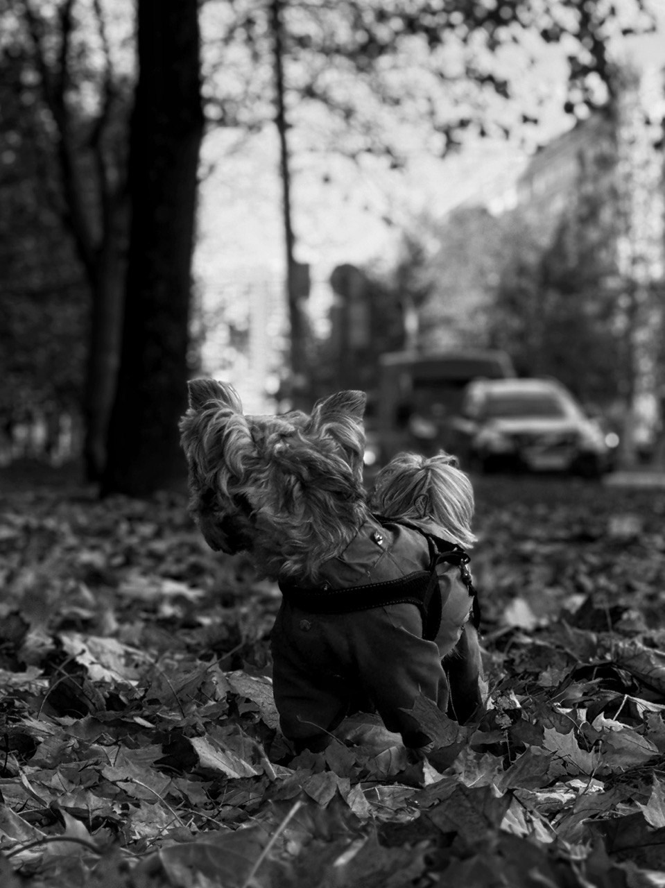 «Собака». Фотограф в Санкт-Петербурге — портретная и жанровая съёмка
