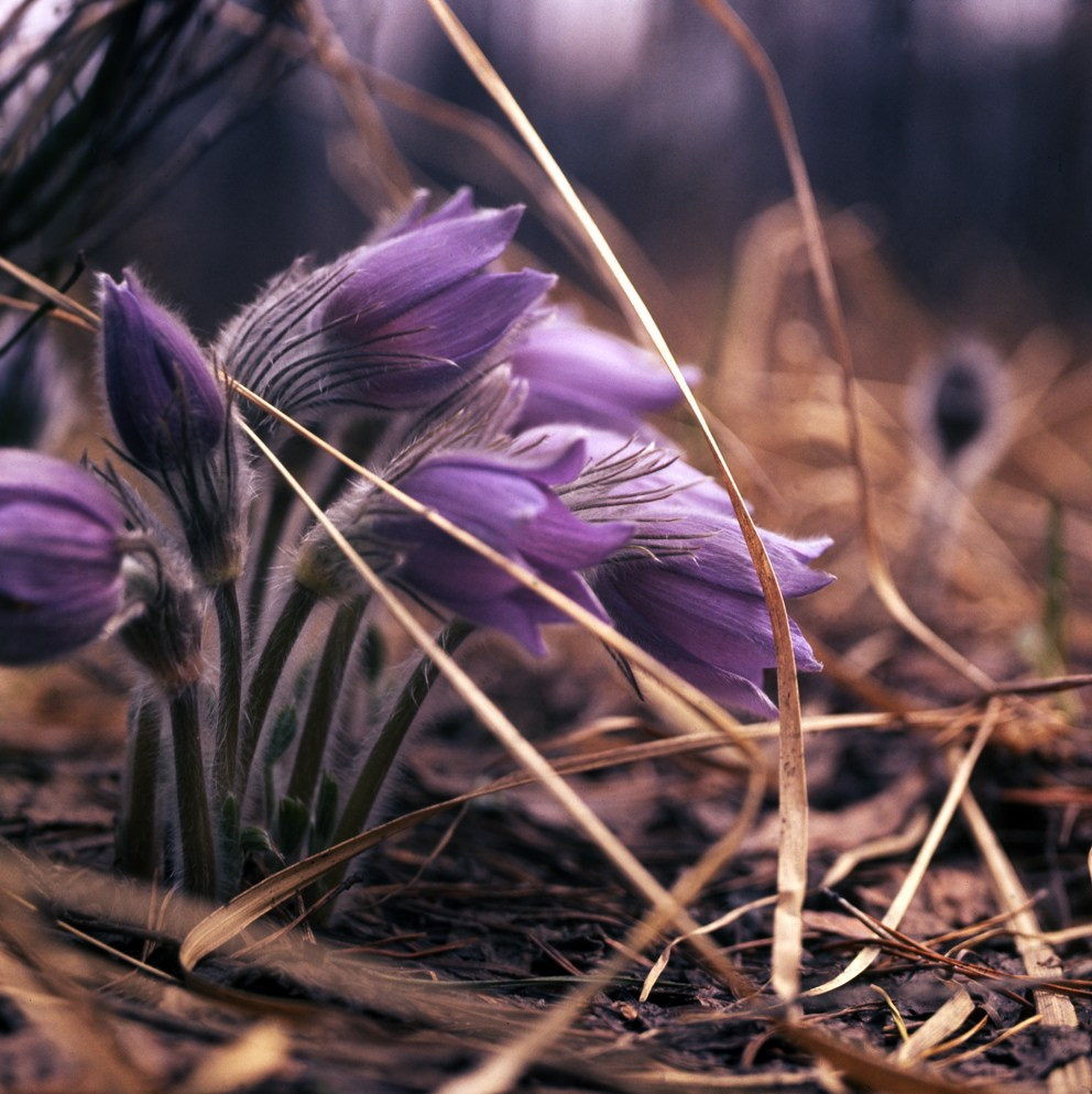 Весна. ВАДИМ ГИППЕНРЕЙТЕР — ВЕЛИКИЙ ФОТОГРАФ ЗЕМЛИ РУССКОЙ