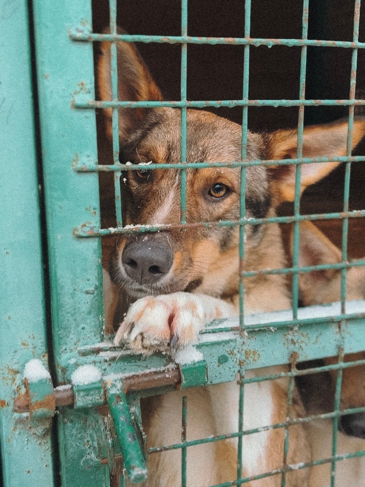 Ищут дом. Забери домой друга