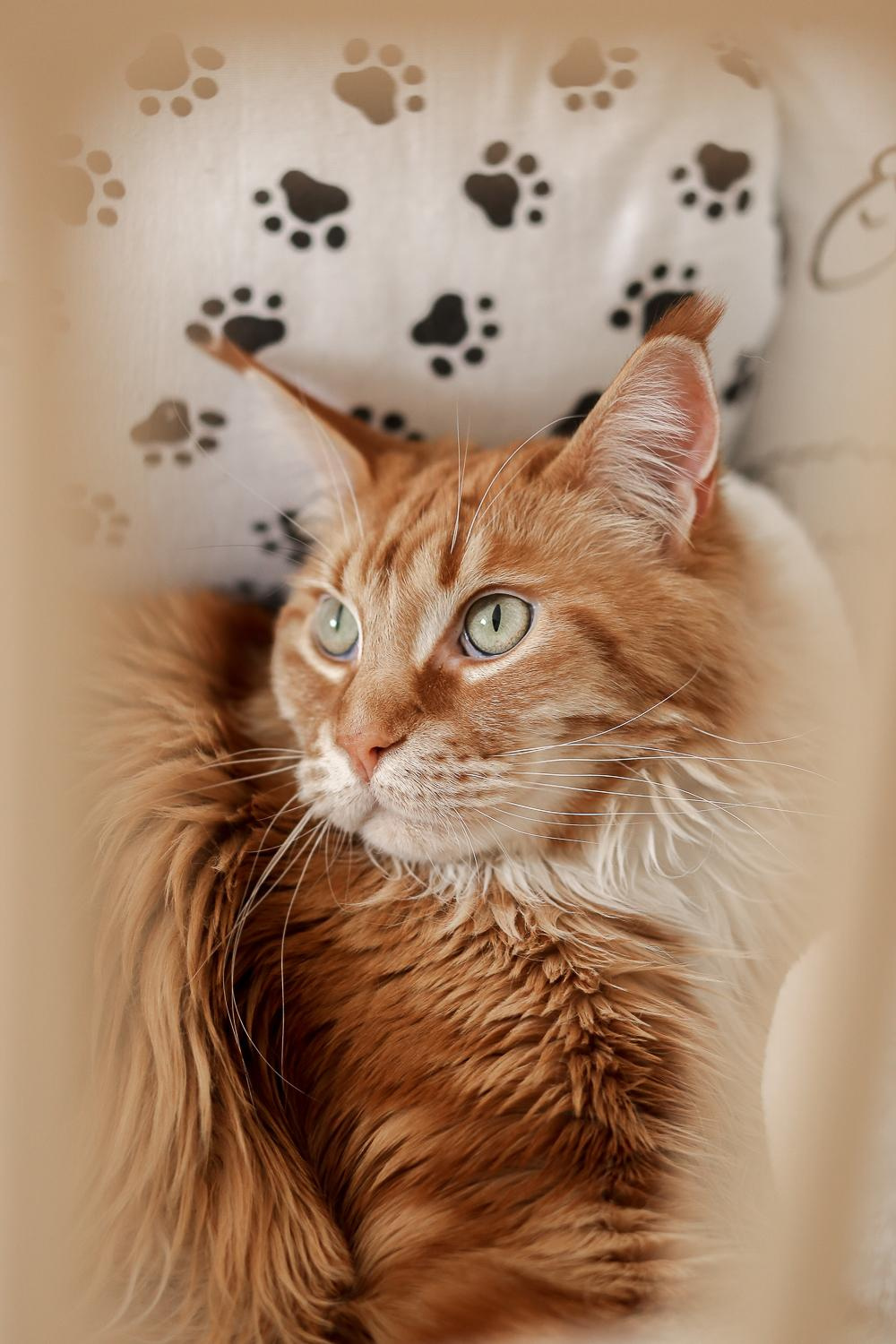 Ева и котики. Антонина Морозова, профессиональный семейный фотограф видеограф