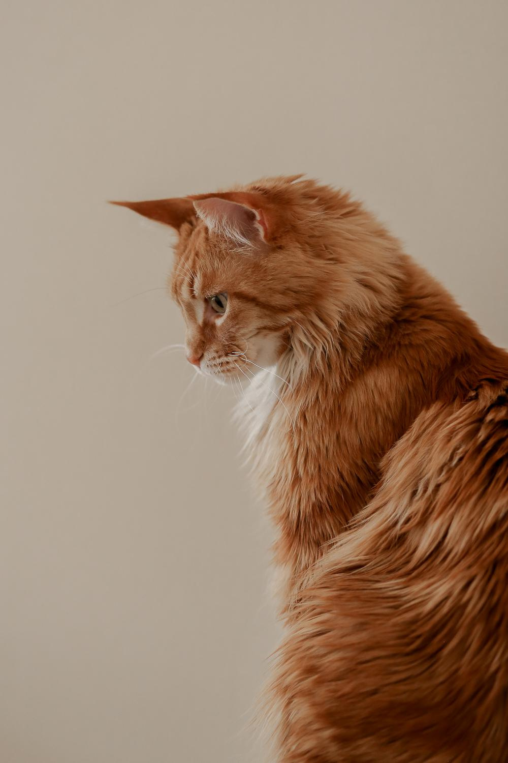 Ева и котики. Антонина Морозова, профессиональный семейный фотограф видеограф