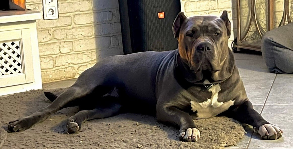 UPB’s Queenie & Zeus. 16.04.24. Американские булли XL в г. Калининград. Питомник Great Bully UNIVERSE