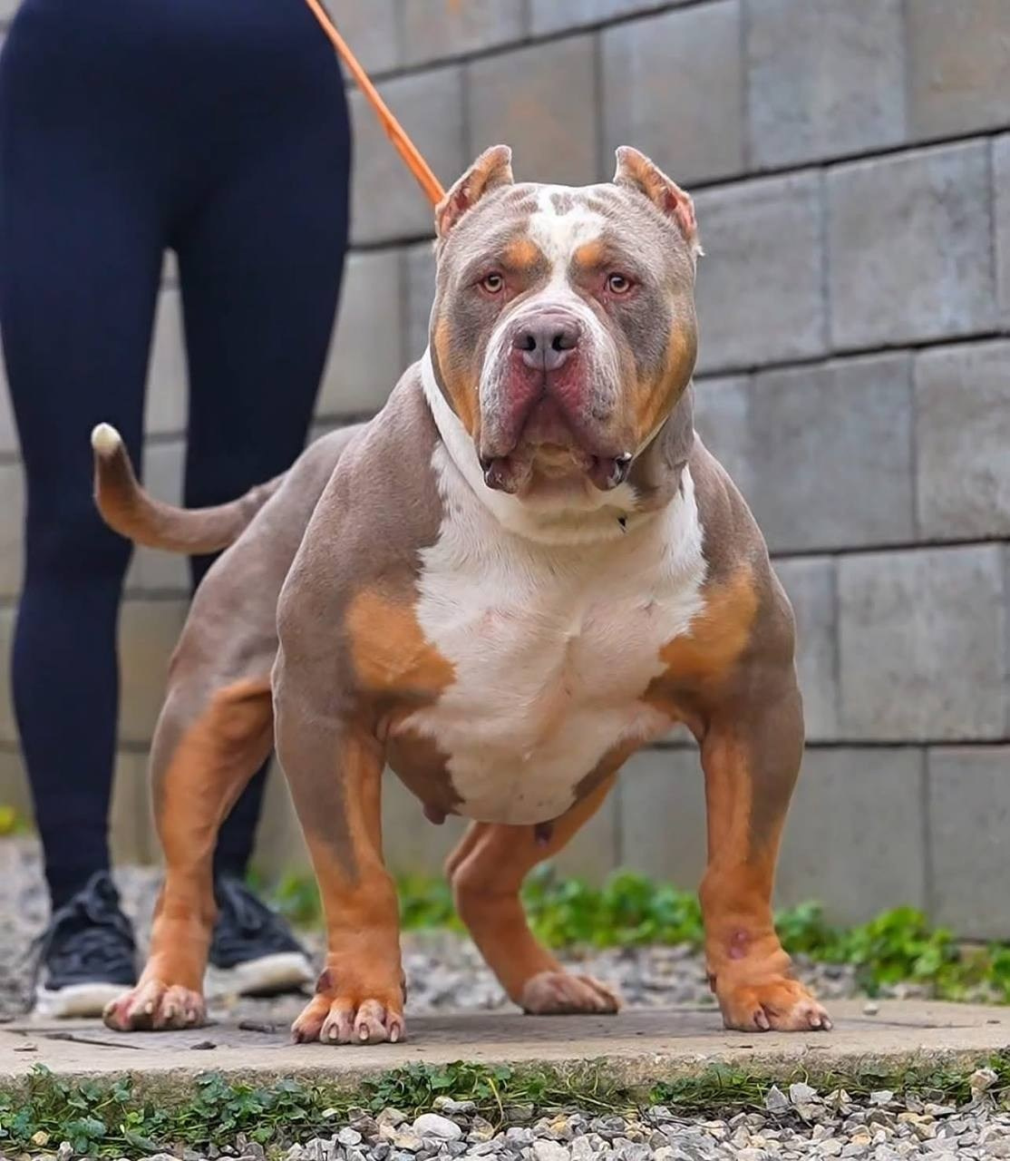 Mako’s GRANDBAR. Американские булли XL в г. Калининград. Питомник Great Bully UNIVERSE