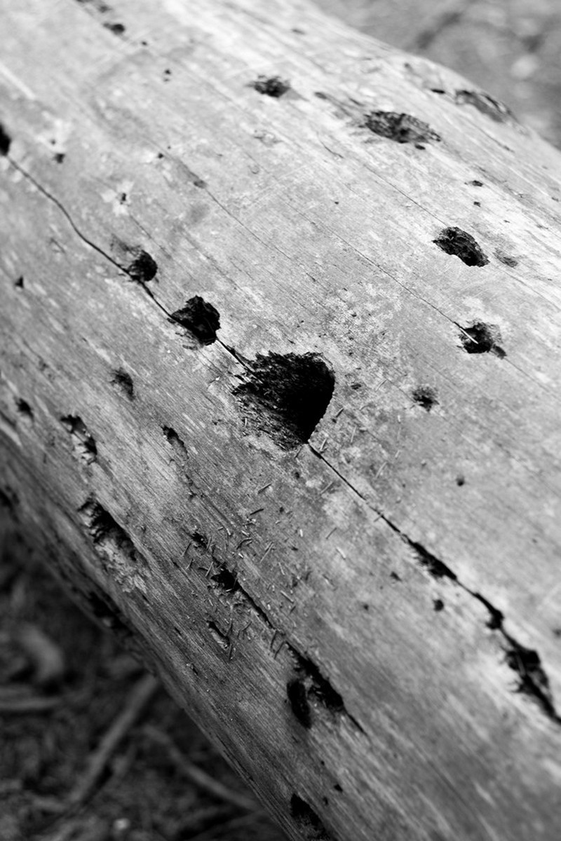 How Sasha Litvinov buried the gun. Kristina Sergeeva