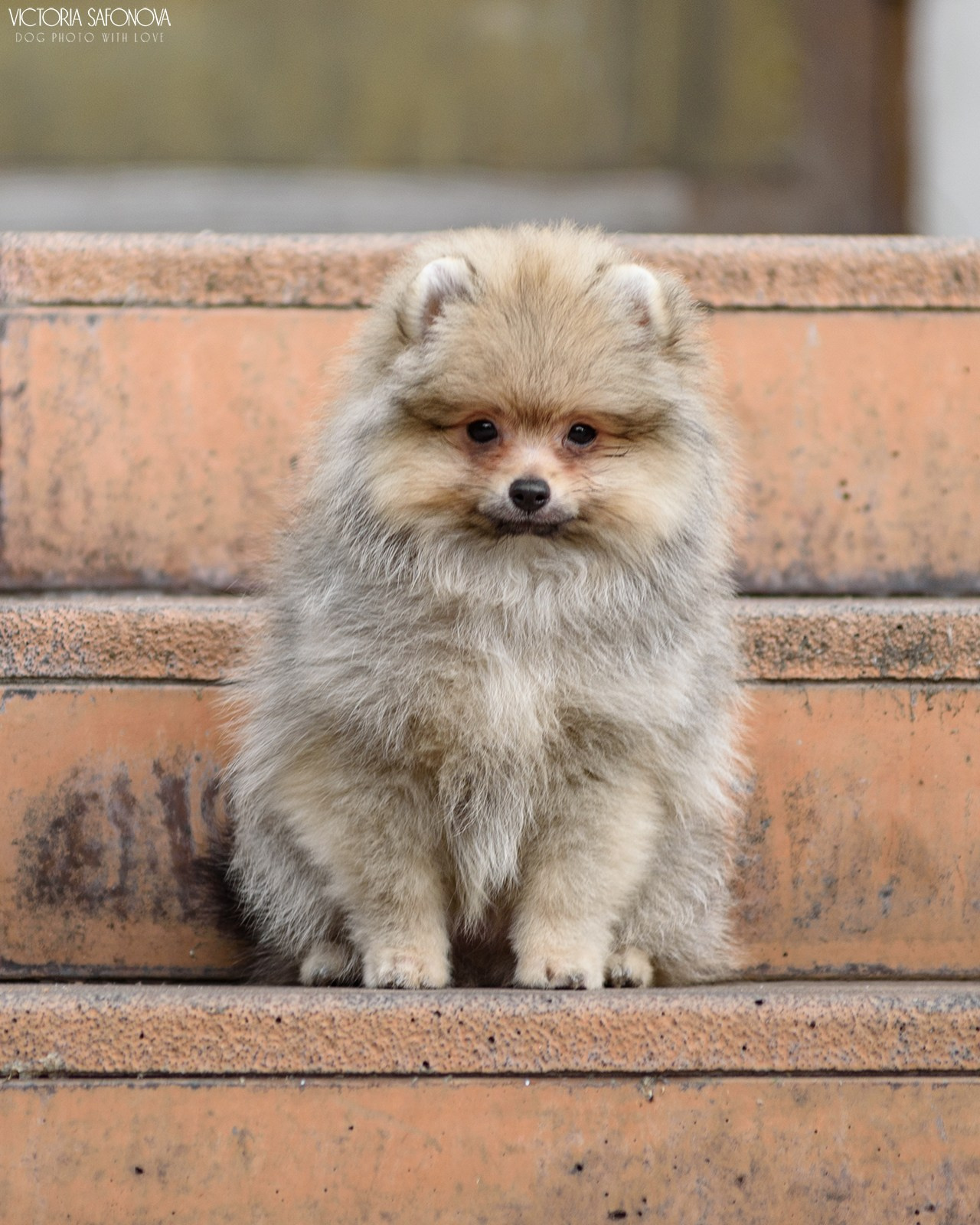 Шпицы 26.08.2023. Фотограф анималист Благовещенск. Сафонова Виктория