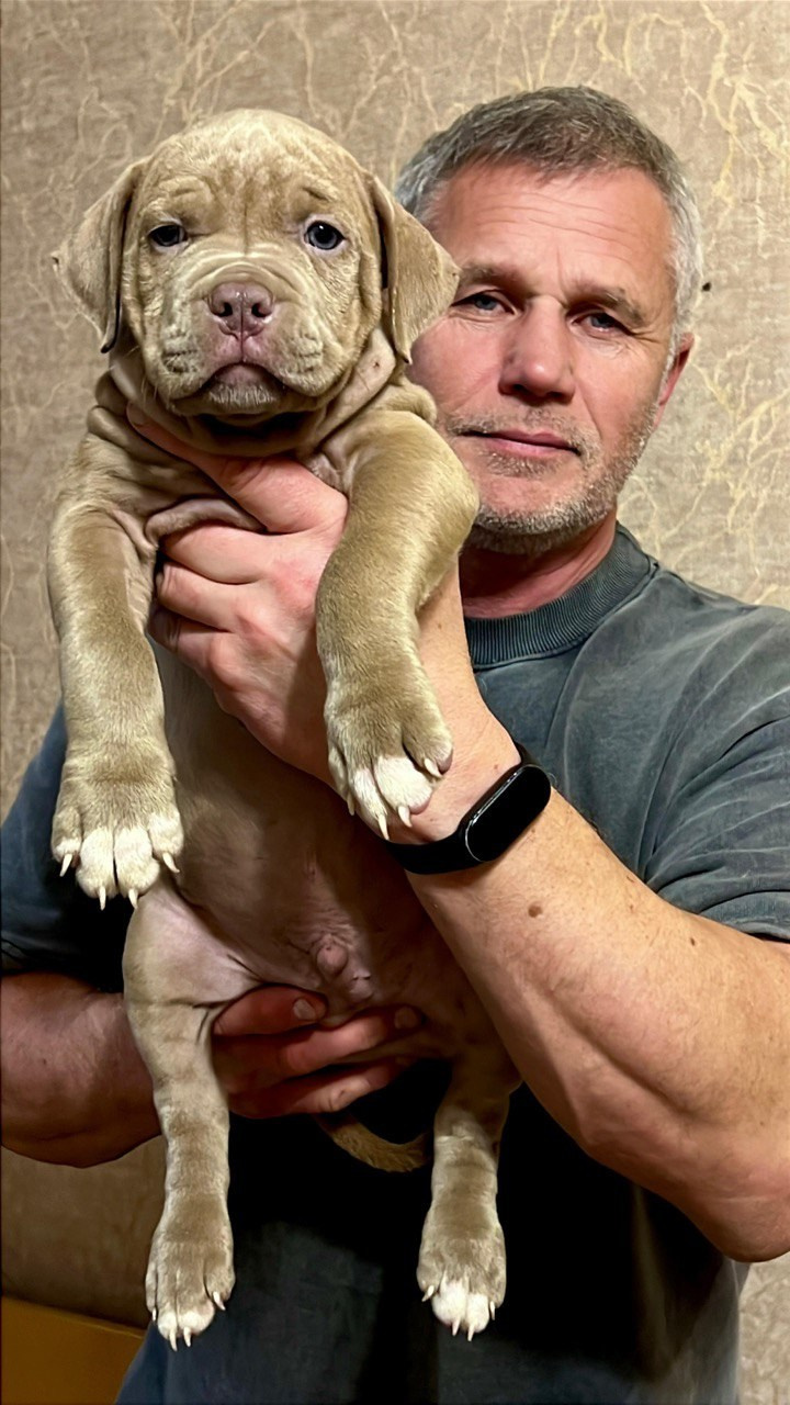 Hunter&Queenie, 10.09.25. Американские булли XL в г. Калининград. Питомник Great Bully UNIVERSE