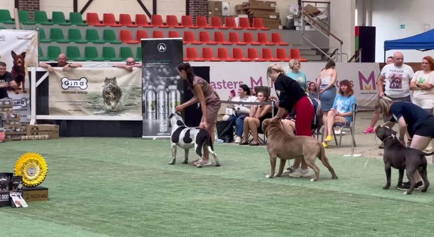 Участие в выставках. Американские булли XL в г. Калининград. Питомник Great Bully UNIVERSE