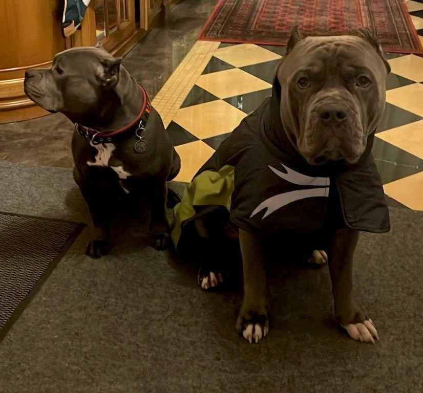 Hunter&Queenie, 13.01.25. Американские булли XL в г. Калининград. Питомник Great Bully UNIVERSE