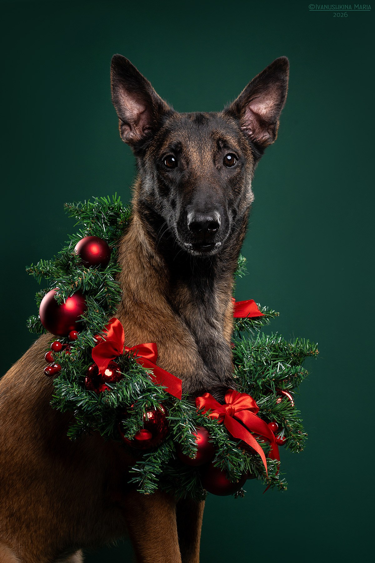 Фотосессия собаки в студии. Фотограф собак в Москве и Московской области Иванушкина Мария