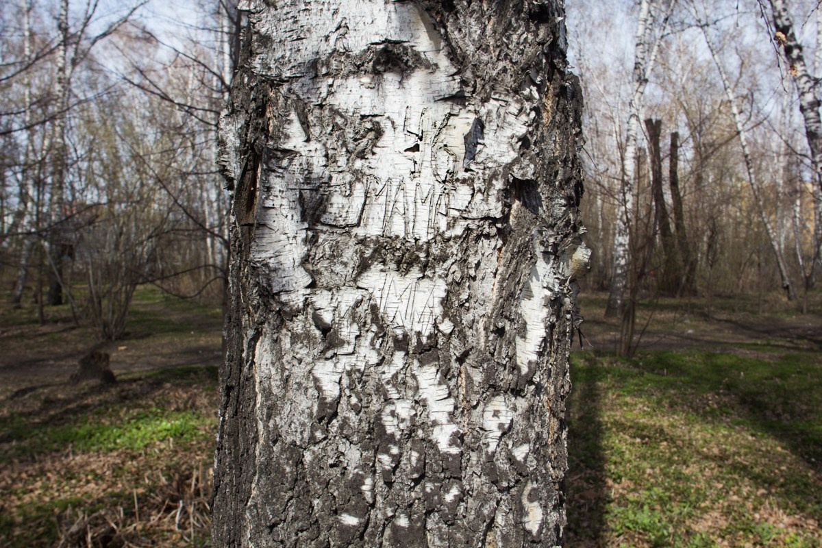 Birch people. Янина болдырева Yanina Boldyreva