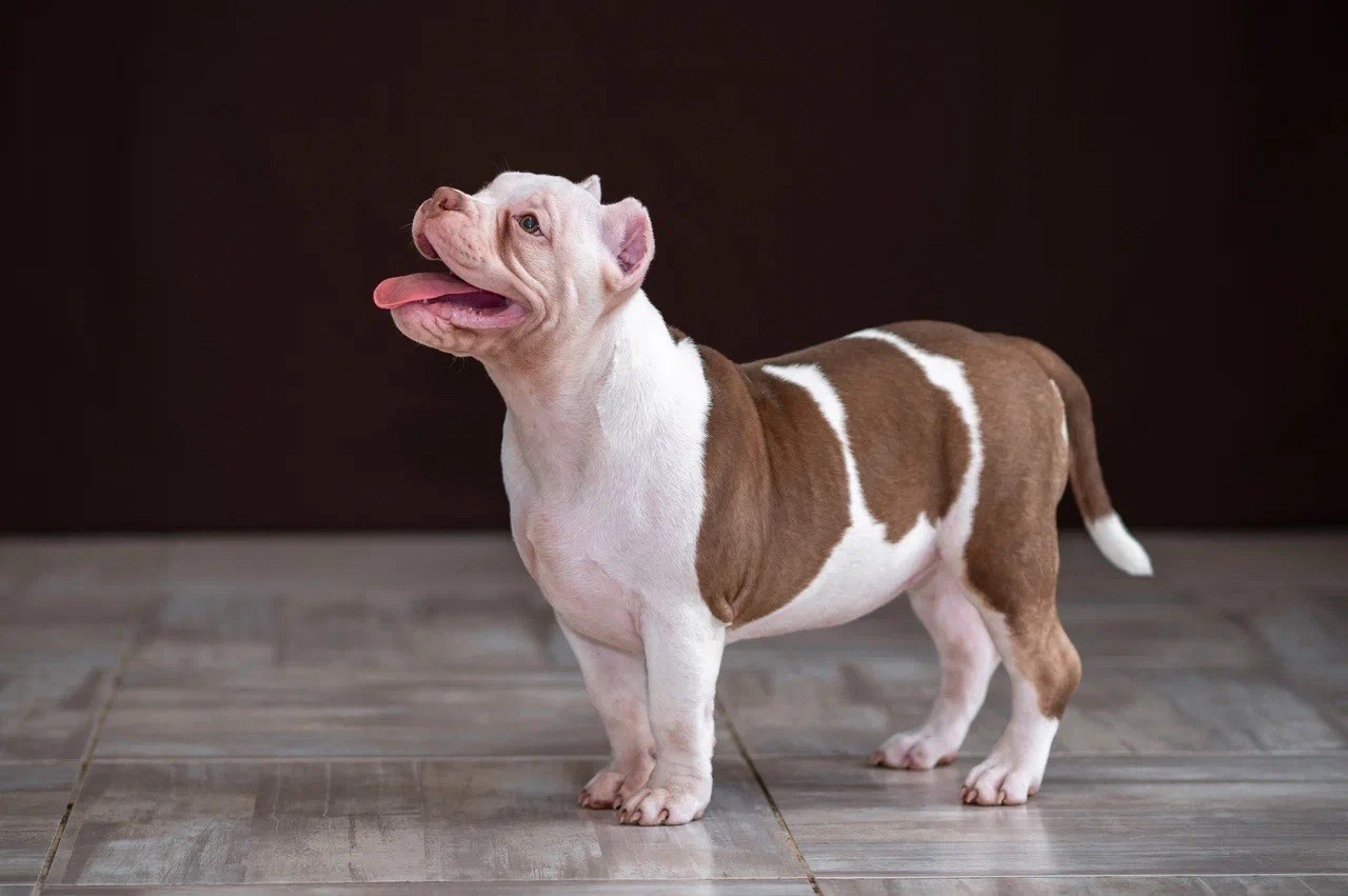 Свободные щенки Американский Булли в Иркутске. Питомник собак Иркутск