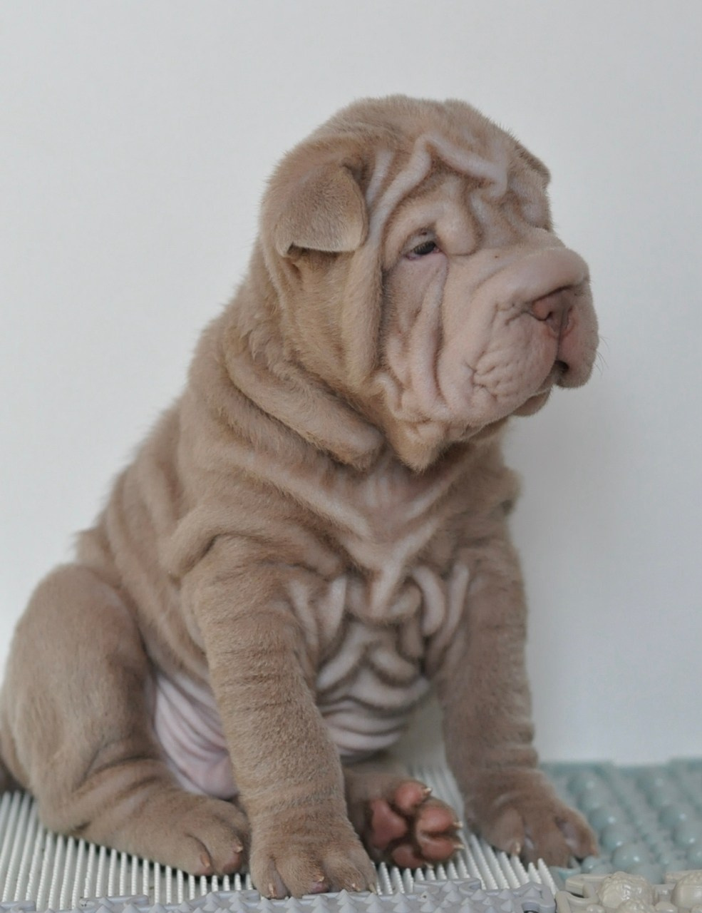 Свободные щенки Шар Пей в Иркутске. Питомник собак Иркутск