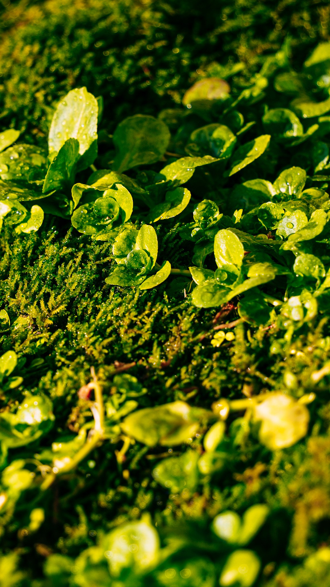 Дагестан 2023. Человек с фотокамерой