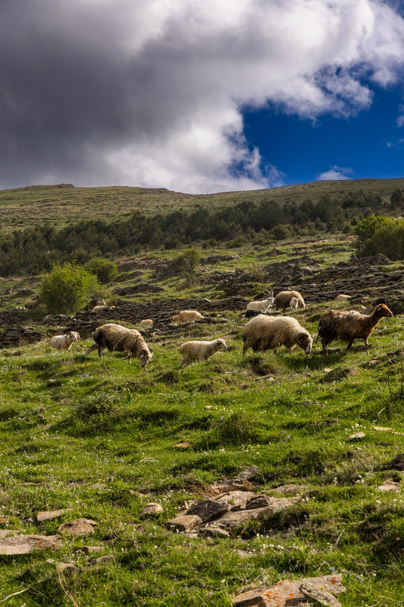 Животные. Photomantis