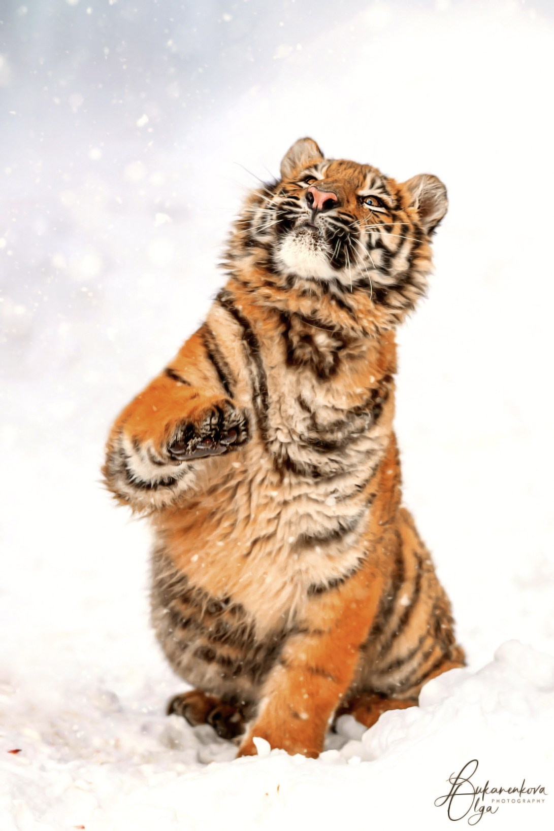 Тигр. Фотограф анималист Ольга Луканенкова в Москве