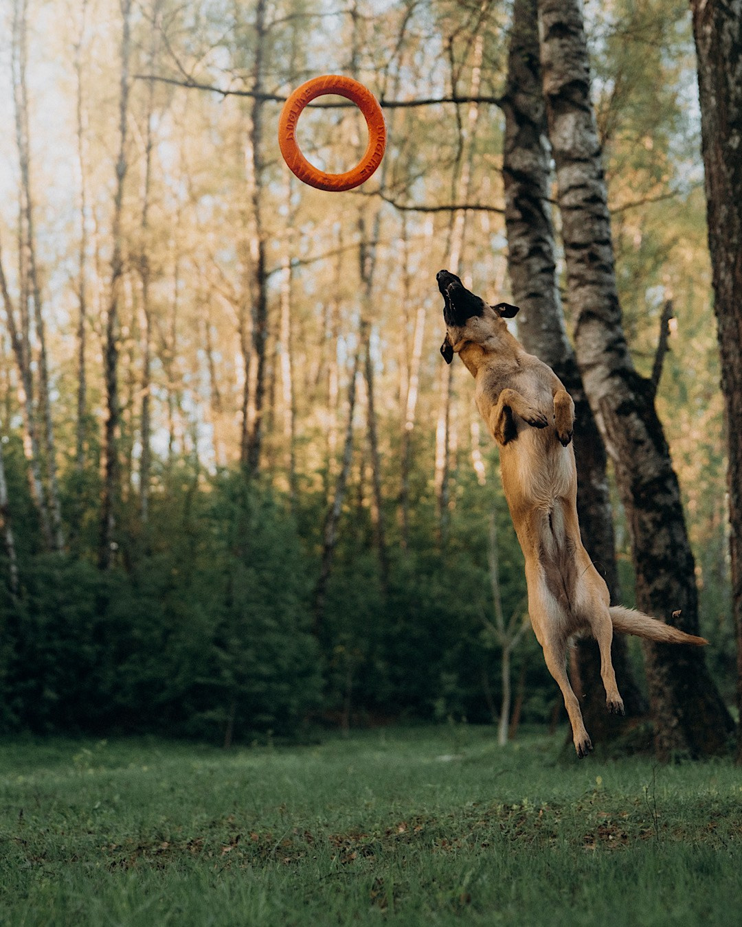 Наталья, Сергей и Уна. Фотограф анималист в Москве и Санкт-Петербурге Свиридова Анна