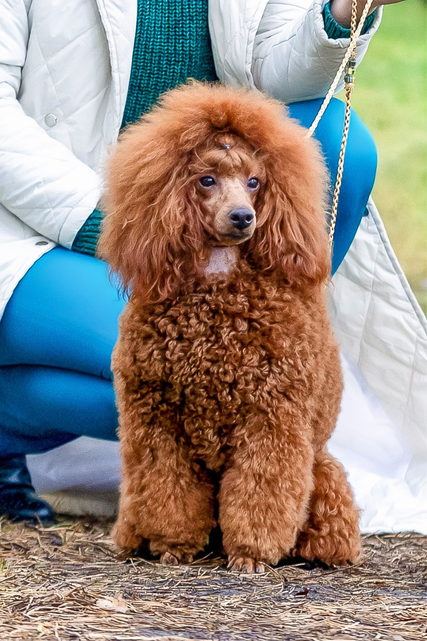 Кренделек сахарный Редли. Фотограф 📸 семейный, предметный, репортажный
