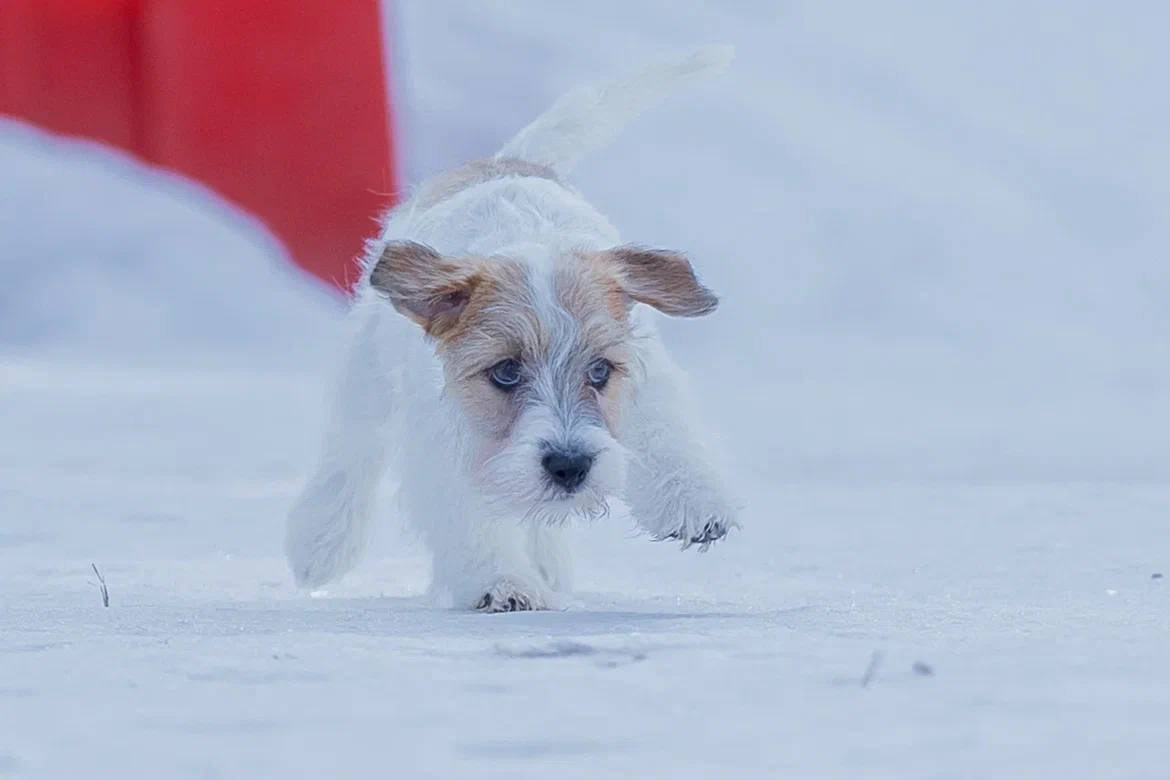 Сука 4. Lovely-Orange питомник джек рассел терьеров
