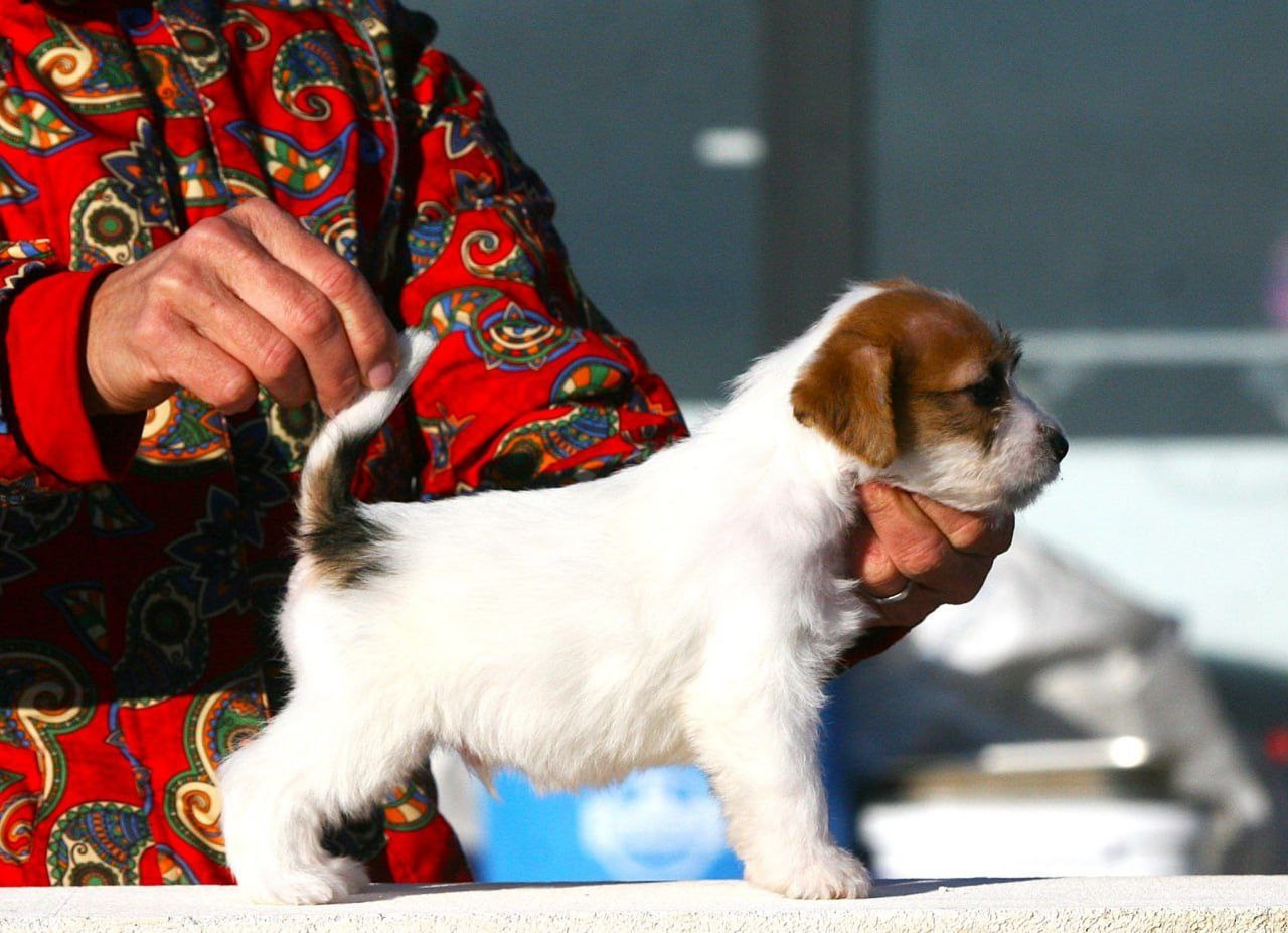 Кобель 2. Lovely-Orange питомник джек рассел терьеров