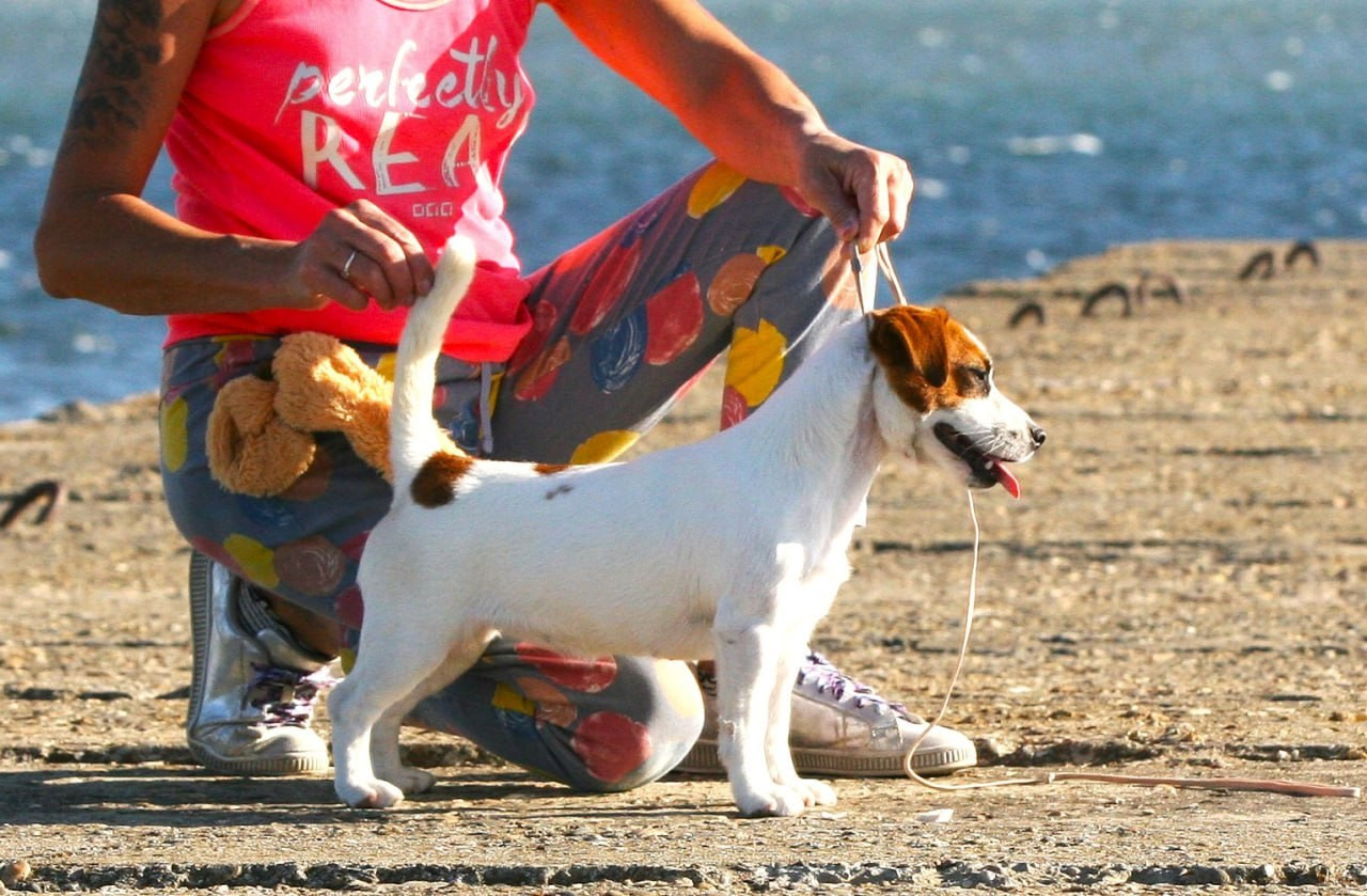 Lovely-Orange Avrora. Lovely-Orange питомник джек рассел терьеров