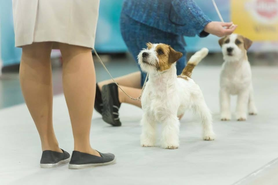 Lovely-Orange Barlow. Lovely-Orange питомник джек рассел терьеров