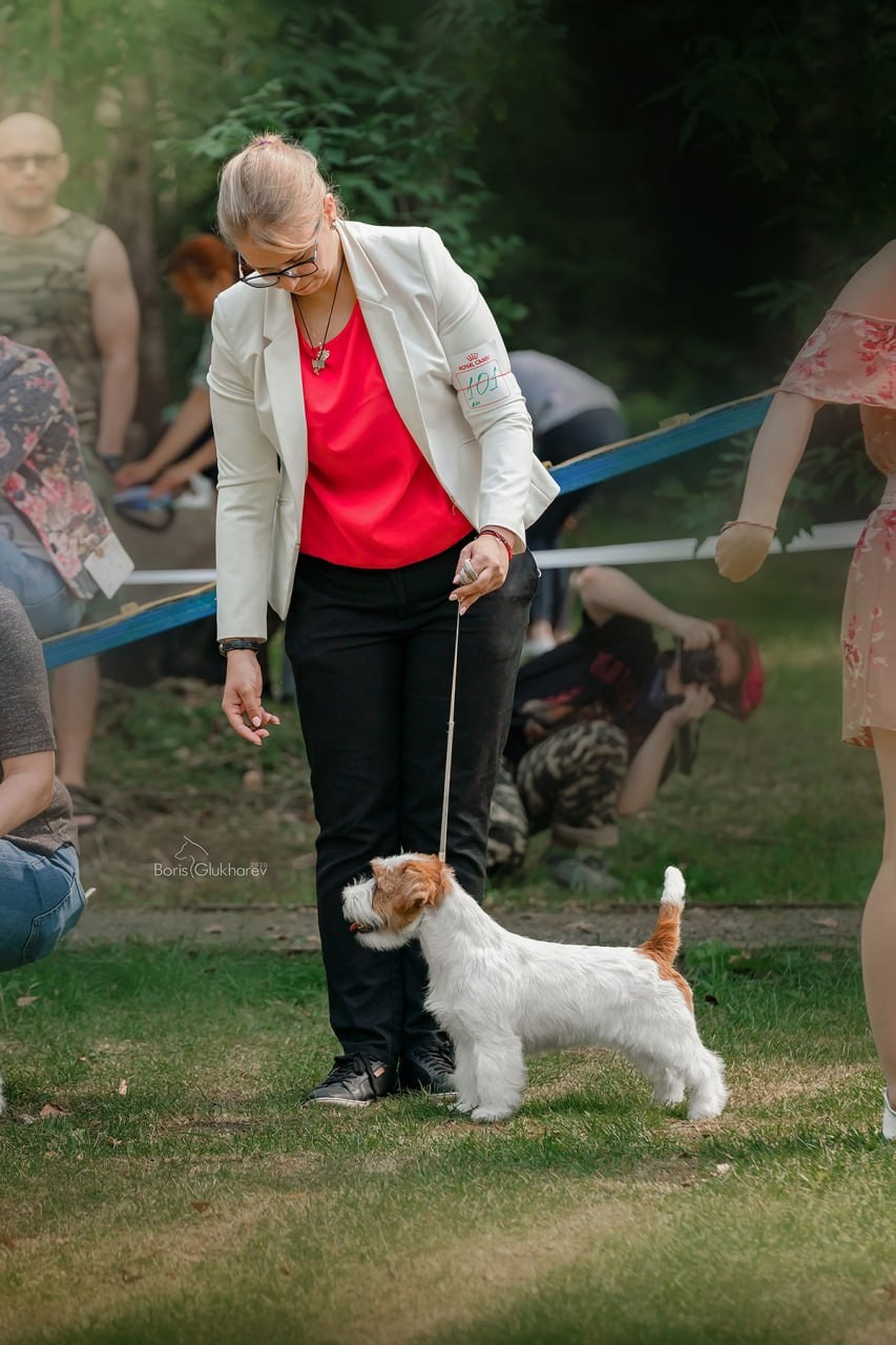 Lovely-Orange Strategy. Lovely-Orange питомник джек рассел терьеров