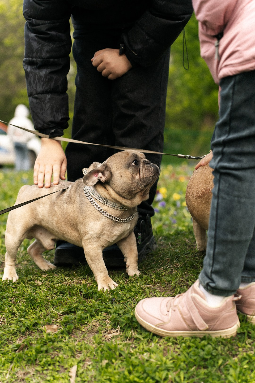 Парад Бульдогов. Axenov_eugene