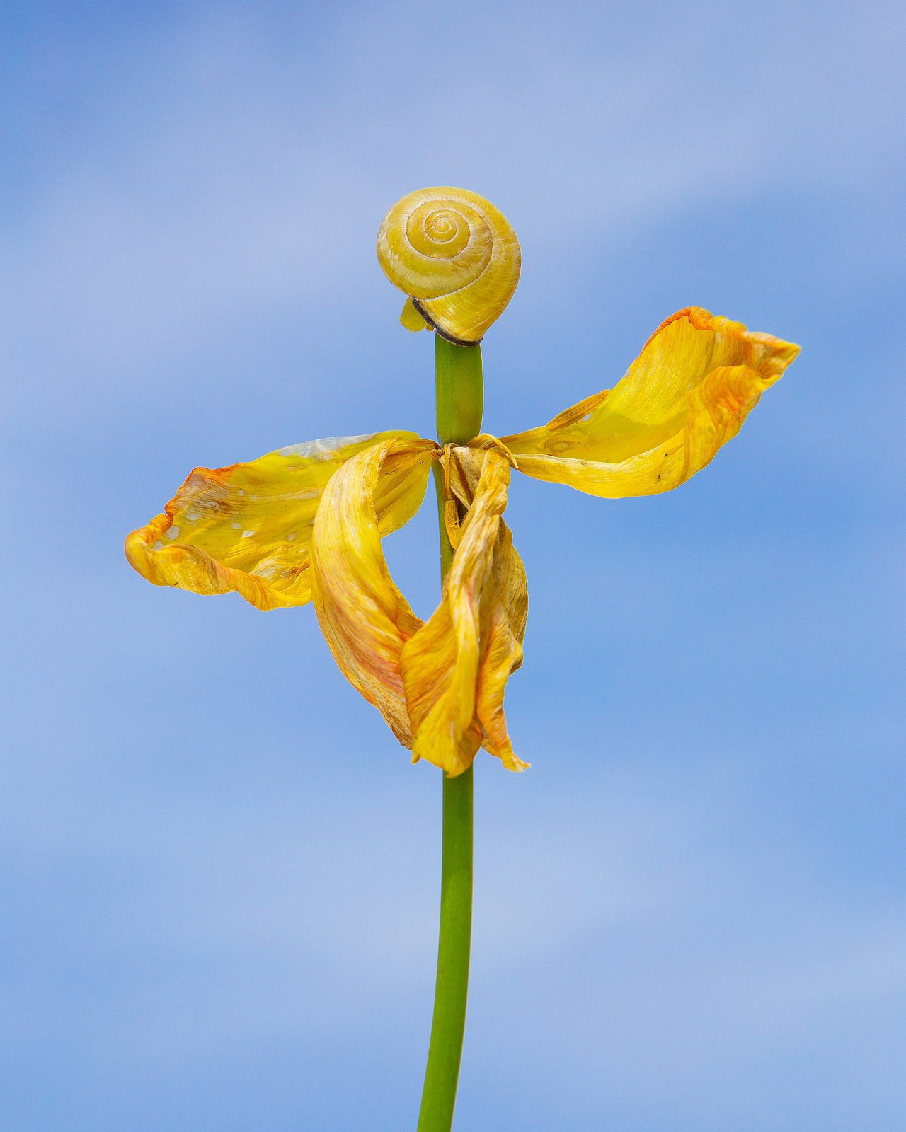 Условная ботаника. Фотографии Саши Любина