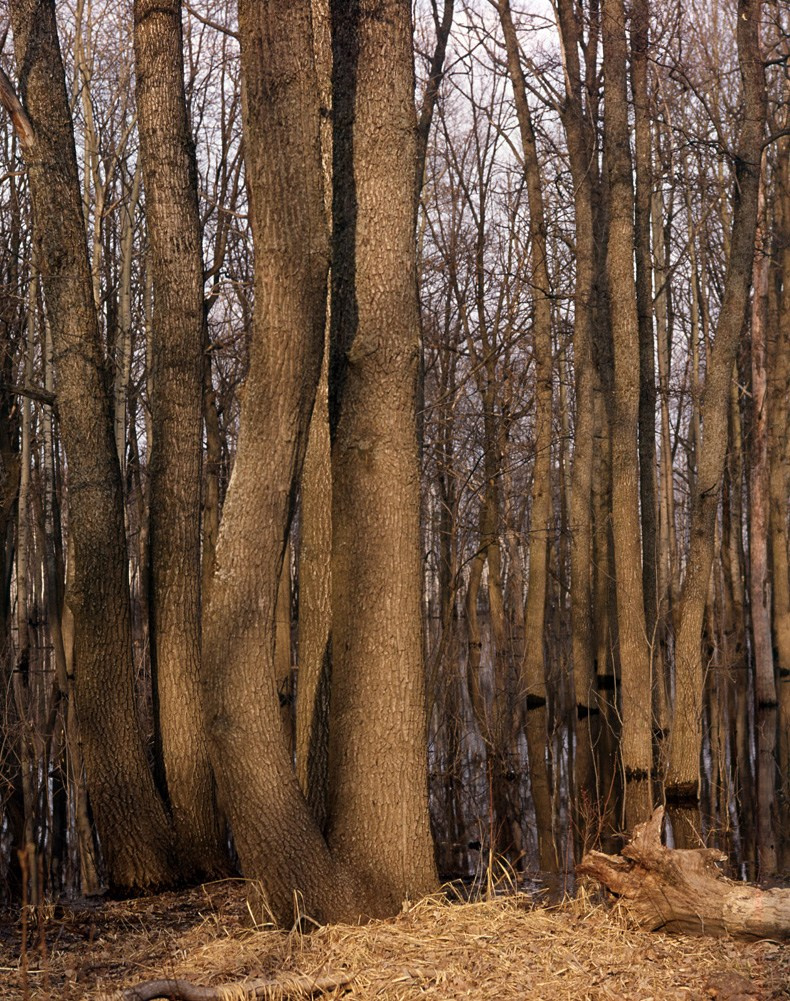 Весна. ВАДИМ ГИППЕНРЕЙТЕР — ВЕЛИКИЙ ФОТОГРАФ ЗЕМЛИ РУССКОЙ
